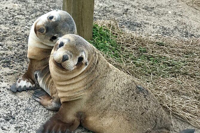 Kangaroo Island Shore Excursion Scenic Trail Tour - Key Points