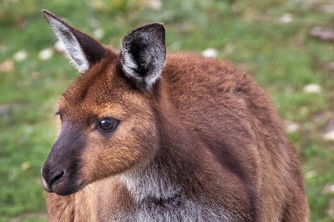Kangaroo Island Shore Excursion Scenic Trail Tour - Introduction: A Worthwhile Way to See Kangaroo Island