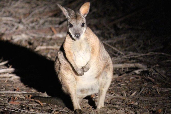 Kangaroo Island Shore Excursion Tasting Tour - For Cruise Ship Passengers Only - Final Thoughts