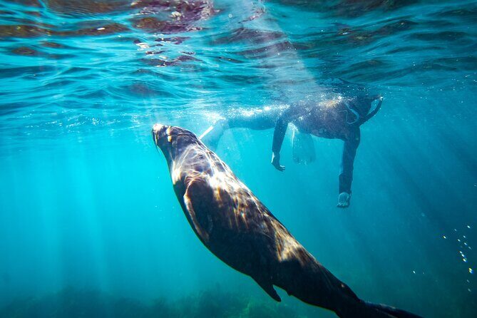 Kangaroo Island - Swim with Dolphins/Seals/Coastal Snorkel - An Honest, Practical Look at the Tour