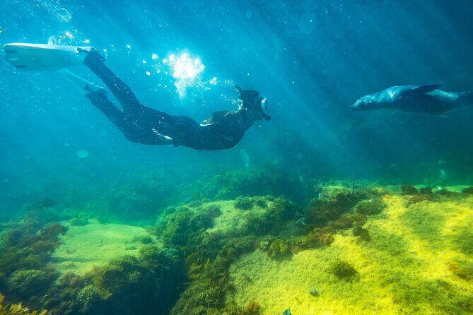 Kangaroo Island - Swim with Dolphins/Seals/Coastal Snorkel - Who Will Enjoy This Tour Most?