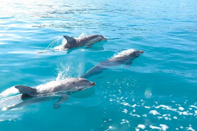 Kangaroo Island - Swim with Dolphins/Seals/Coastal Snorkel - The Sum Up