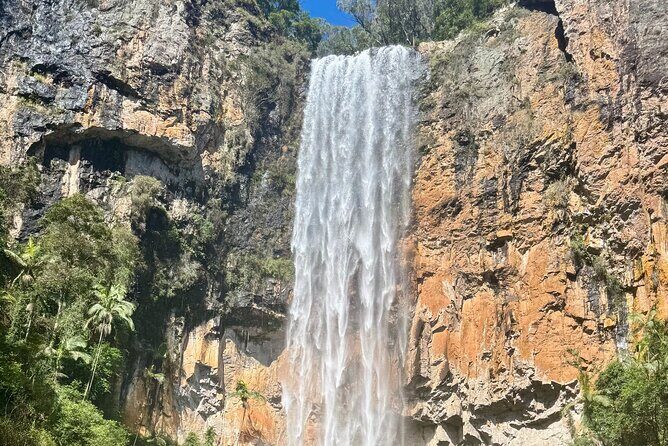 Kangaroos, 6 Springbrook Waterfalls and Natural Bridge Day Tour - An In-Depth Look at the Springbrook Waterfalls & Wildlife Tour