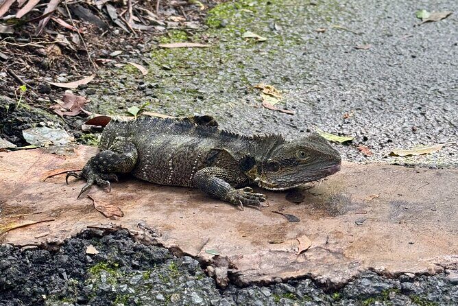 Kangaroos, 6 Springbrook Waterfalls and Natural Bridge Day Tour - Final Thoughts