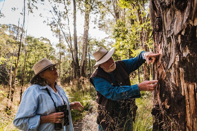 Kangaroos and Koala Experience Tour - Key Points