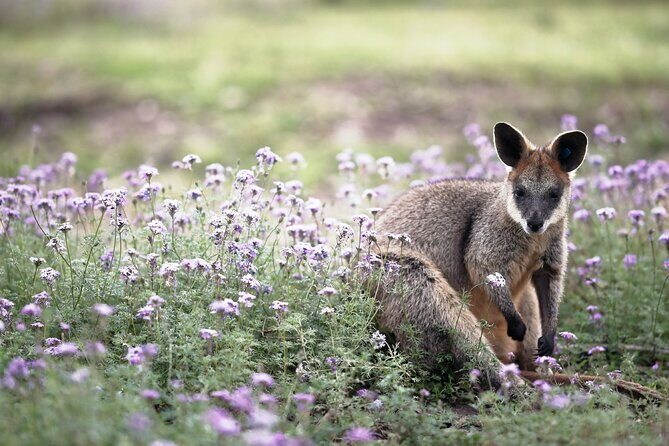 Kangaroos and Koala Experience Tour - Considerations and Tips