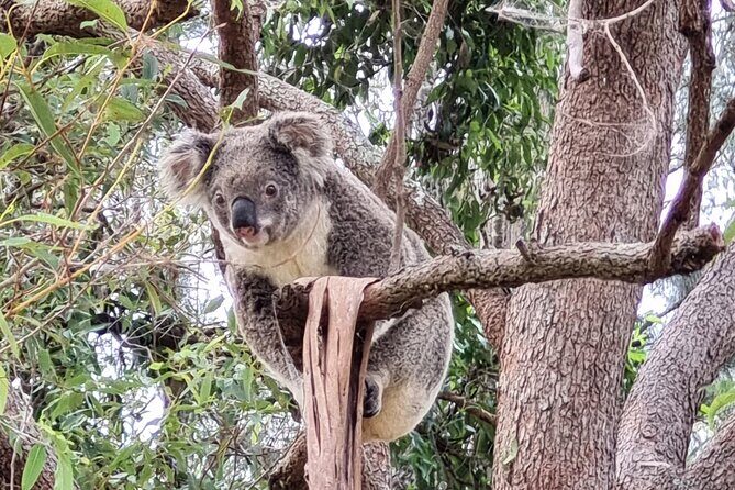 Kangaroos & Koalas in the Wild - Private Nature Experience - The Cost and Value