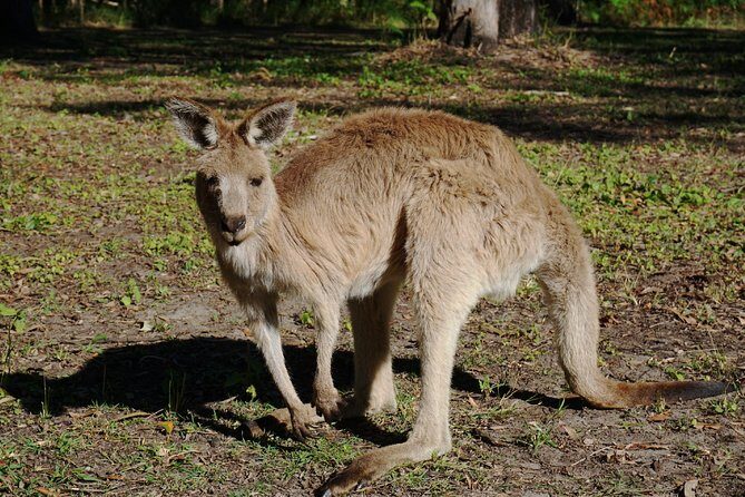 Kangaroos & Koalas in the Wild - Private Nature Experience - Authenticity and Customer Feedback