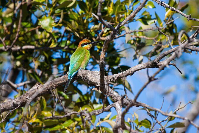 Kangaroos, mangroves and the ocean - Key Points