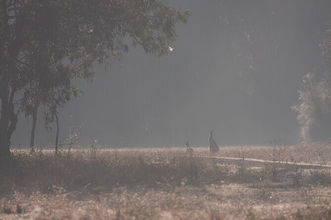 Kangaroos, mangroves and the ocean - An In-Depth Look at the Tour Experience