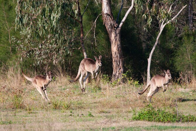 Kangaroos, mangroves and the ocean - The Sum Up