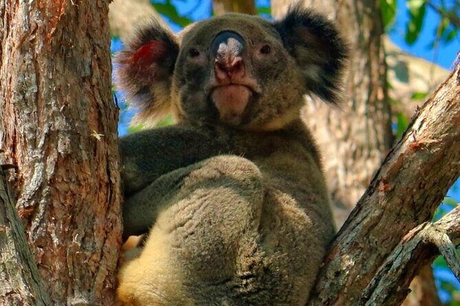 Kangaroos, Rainforest & Waterfalls Experience - Small Group - Key Points