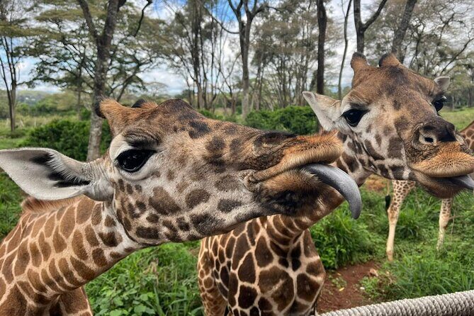 Karen Blixen Museum, Beads craft and Giraffe Day tour - Key Points