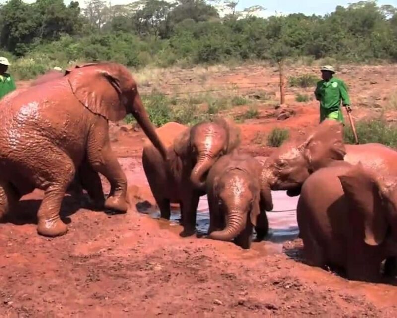 Karen Blixen Museum, Elephant Orphanage and Giraffe Center - Key Points