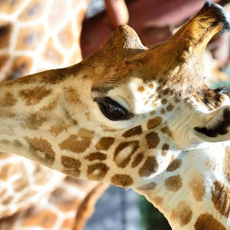 Karen Blixen Museum, Elephant Orphanage and Giraffe Center - A Practical Guide to the Day