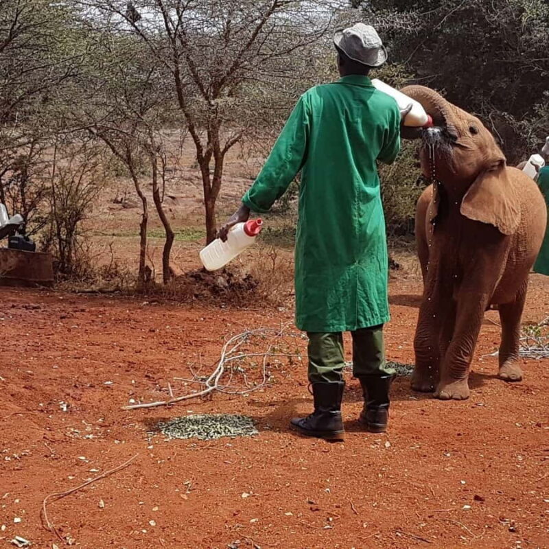Karen Blixen Museum, Elephant Orphanage and Giraffe Center - Authentic Experiences That Make It Special