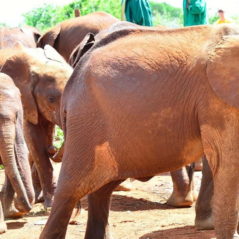 Karen Blixen Museum, Elephant Orphanage and Giraffe Center - Who Is This Tour Best For?