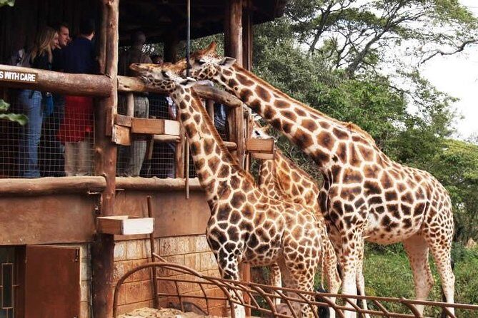 Karen Blixen Museum & Giraffe Centre Half day tour - Key Points