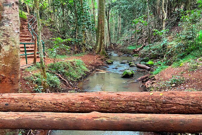 Karura Forest Nature Trail - Practical Tips for Visitors