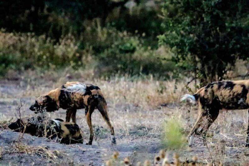 Kasane: Chobe National Park Game Drive Tour - Key Points