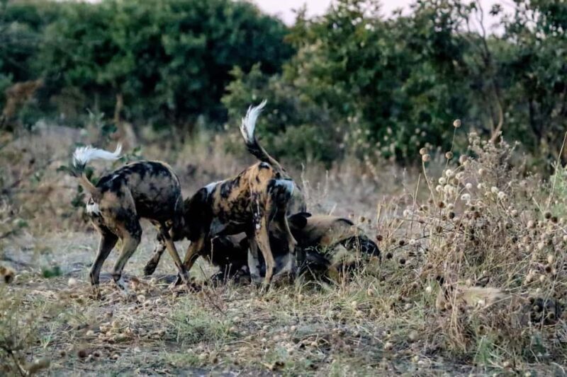 Kasane: Chobe National Park Game Drive Tour - A Closer Look at the Tour Experience