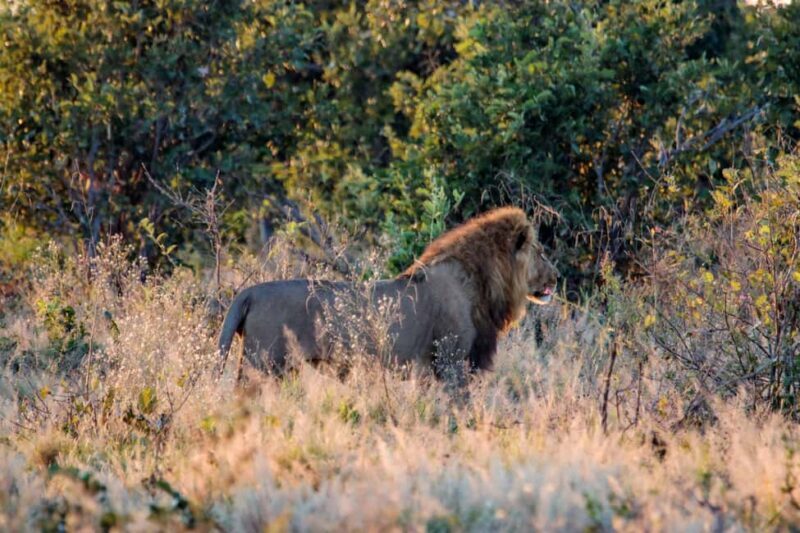 Kasane: Chobe National Park Game Drive Tour - The Sum Up