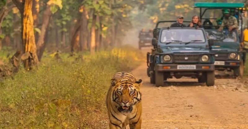 Kathmandu: 4-Day Private Chitwan National Park Safari Tour - The Itinerary: Breaking Down the Experience