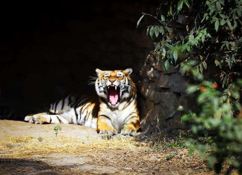 Kathmandu: Central Zoo Tour - FAQ