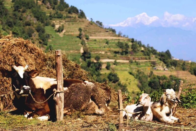Kathmandu: Chisapani Nagarkot 3-Days 2-Nights Trek - Final Thoughts