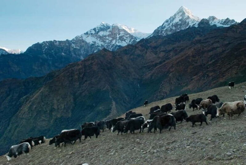 Kathmandu: Khopra Ridge Trek with Panoramic Views - A Detailed Day-by-Day Breakdown