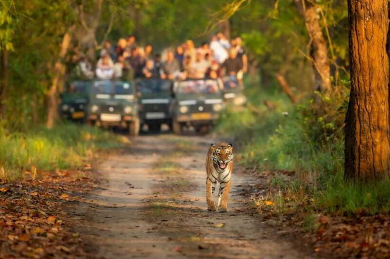 Kathmandu/Pokhara: 3 Day Chitwan Jungle Safari Tour - FAQ