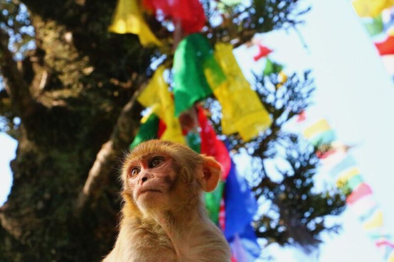 Kathmandu: Private City Guided Tour - The Sum Up