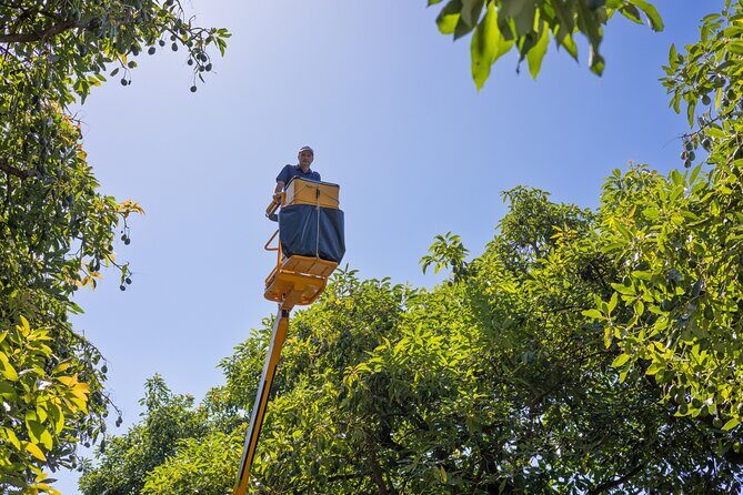 Katikati Avocado Adventure - The Sum Up