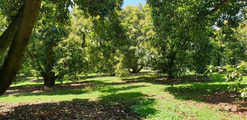 Katikati: Guided Avocado Adventures with Tasty Treats - The Real Value of This Tour