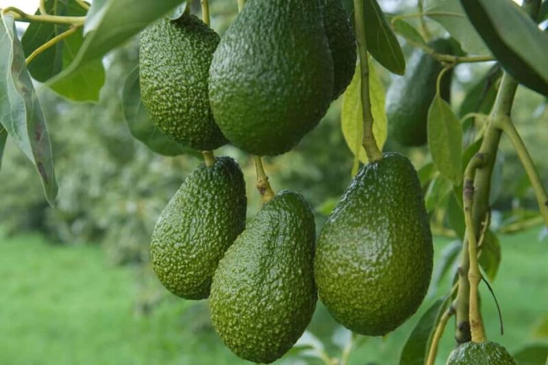Katikati: Guided Avocado Adventures with Tasty Treats - Final Thoughts: Is It Worth It?