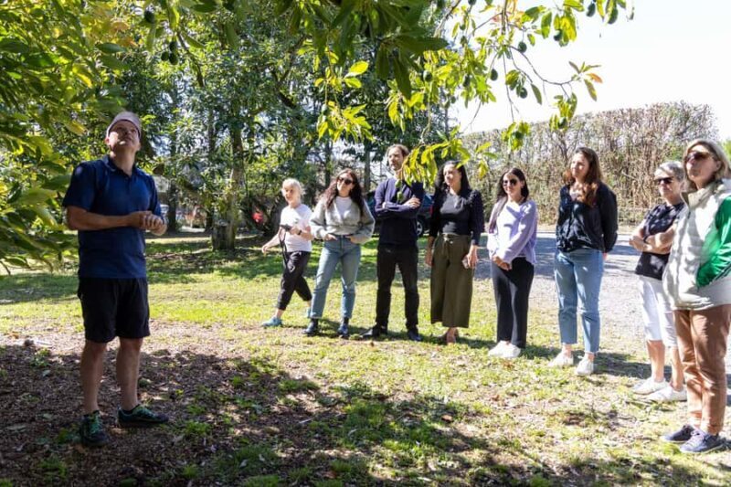 Katikati: Guided Avocado Adventures with Tasty Treats - FAQ