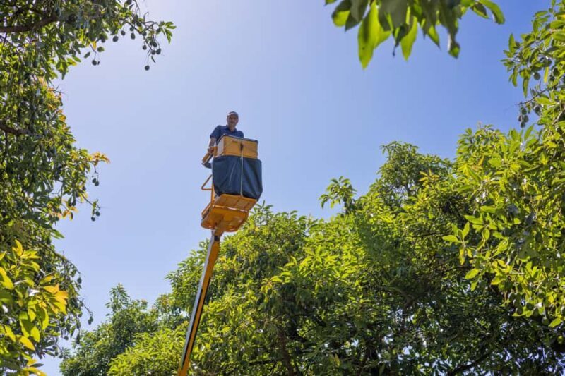 Katikati: Guided Gourmet Avocado Tour - Final Thoughts: Is This Tour Worth It?