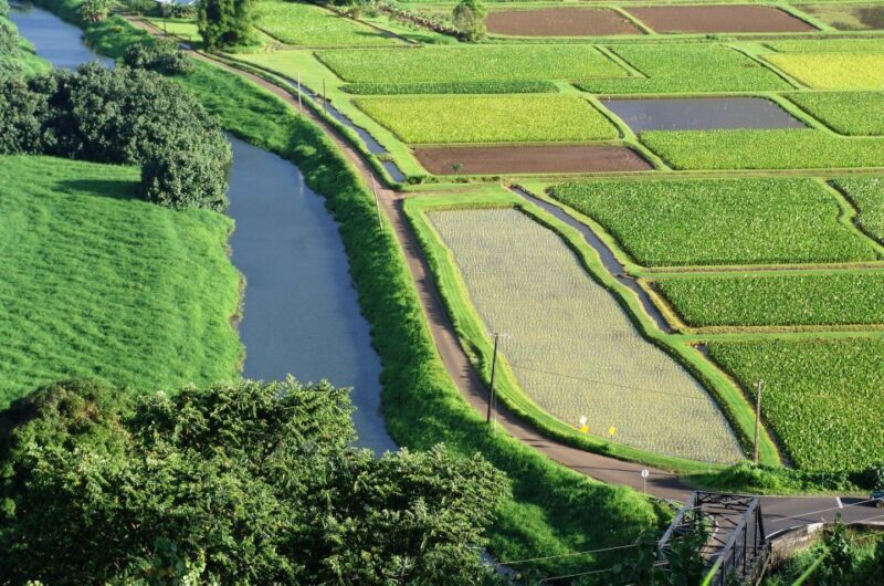 Kauai Northeast Tour, Fern Grotto River Cruise & Lighthouse - An In-Depth Look at the Kauai Northeast Tour