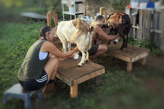Kauai Private Baby Farm Animal Experience & Micro Dairy Immersion - What to Expect from the Tour