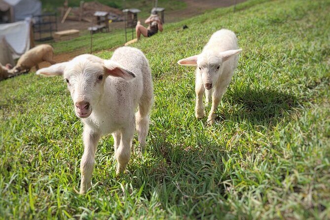 Kauai Private Baby Farm Animal Experience & Micro Dairy Immersion - Final Thoughts: Is it Worth It?
