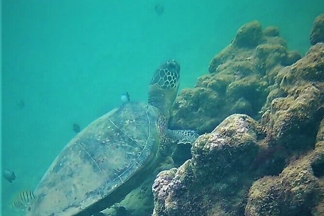 Kauai Snorkeling Adventure - Navigating Challenges and Real-World Tips