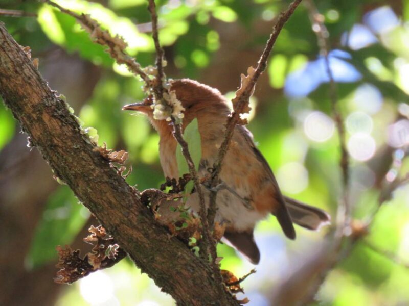Kauai: Waimea Canyon & Kokee State Park Private Tour - What Makes This Tour Stand Out?