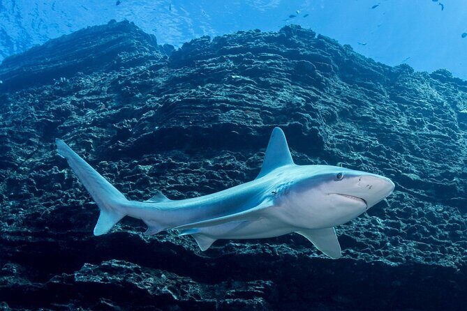Kauai's Exclusive Morning Scuba Charter for Experienced Divers - Why This Tour Is Special