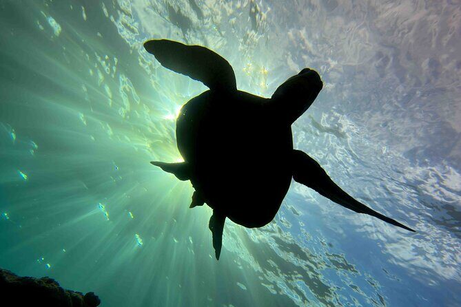 Kauai's Exclusive Morning Scuba Charter for Experienced Divers - The Cost and Value