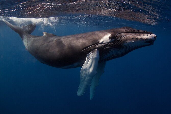 Kauai's Exclusive Morning Scuba Charter for Experienced Divers - Reviewing the Experience: What Travelers Say
