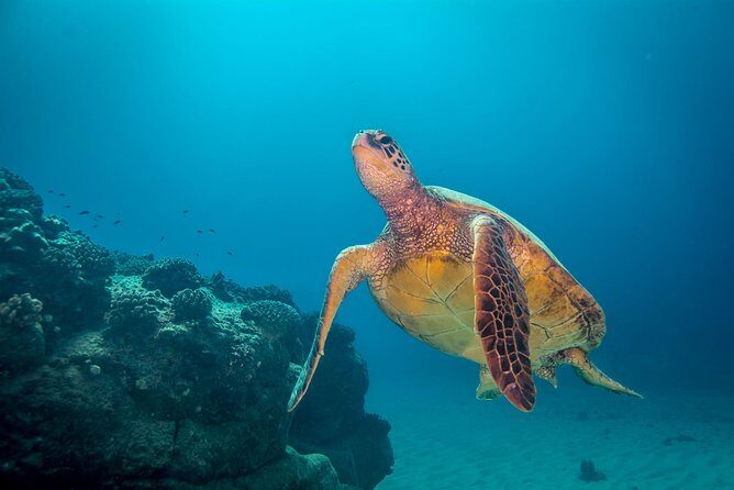 Kauai's Ultimate Boat 2 Tank Adventure Dive Certified Divers Only - An Overview of the Tour Experience