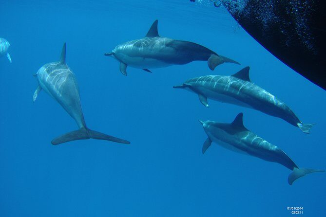 Kauai's Ultimate Boat 2 Tank Adventure Dive Certified Divers Only - Reviews: Authentic Perspectives