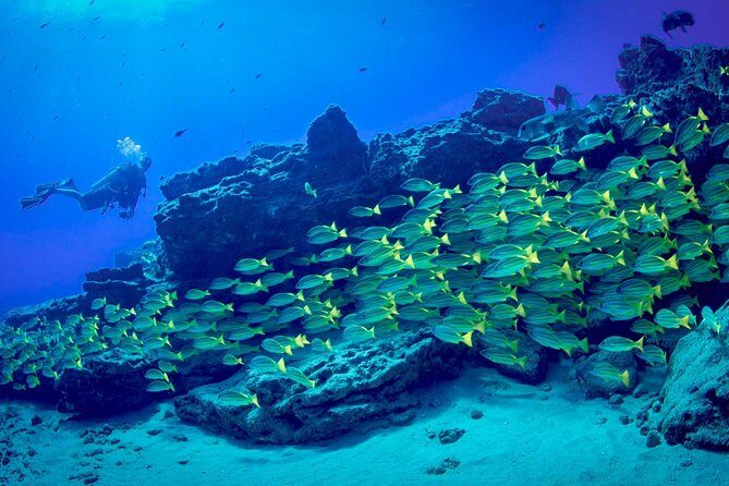 Kauai's Ultimate Boat 2 Tank Adventure Dive Certified Divers Only - Who Will Love This Tour?