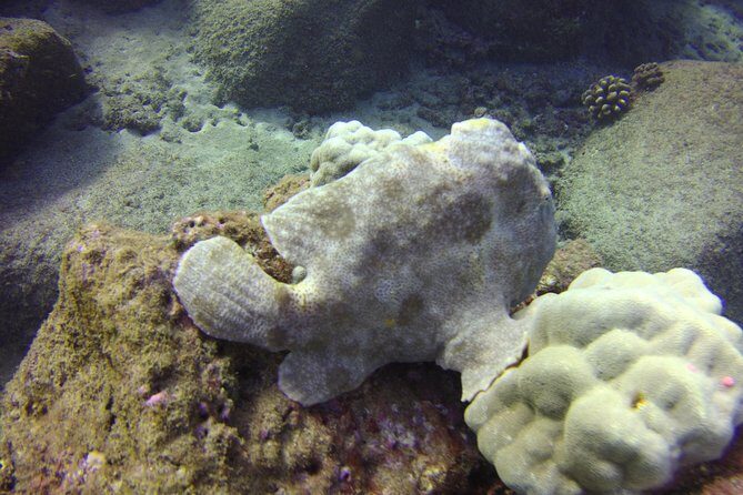 Kauai's Ultimate Boat 2 Tank Adventure Dive Certified Divers Only - Frequently Asked Questions