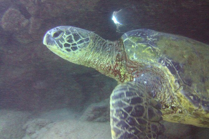 Kauai's Ultimate Discover Scuba Dive - OCEAN EXPERIENCE (1 Tank Dive) - Practical Tips and Considerations